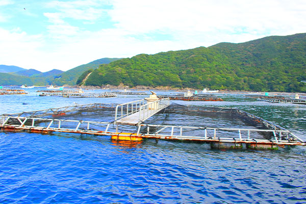 有限会社ヤマウ水産